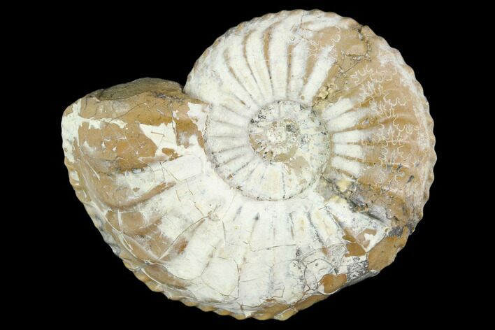 Ammonite (Pleuroceras) Fossil - Germany #125415